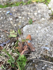 Myosotis ramosissima