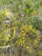 Hypericum microsepalum