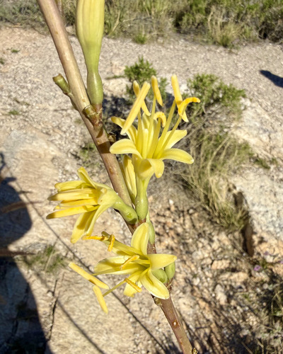 Schott's century plant (Agave schottii)