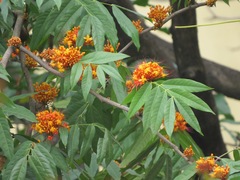 Saraca
