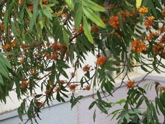 Saraca