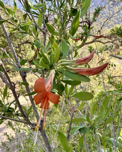 Thurber's desert honeysuckle (Anisacanthus thurberi)
