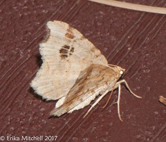 Macaria notata