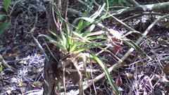 Tillandsia fasciculata