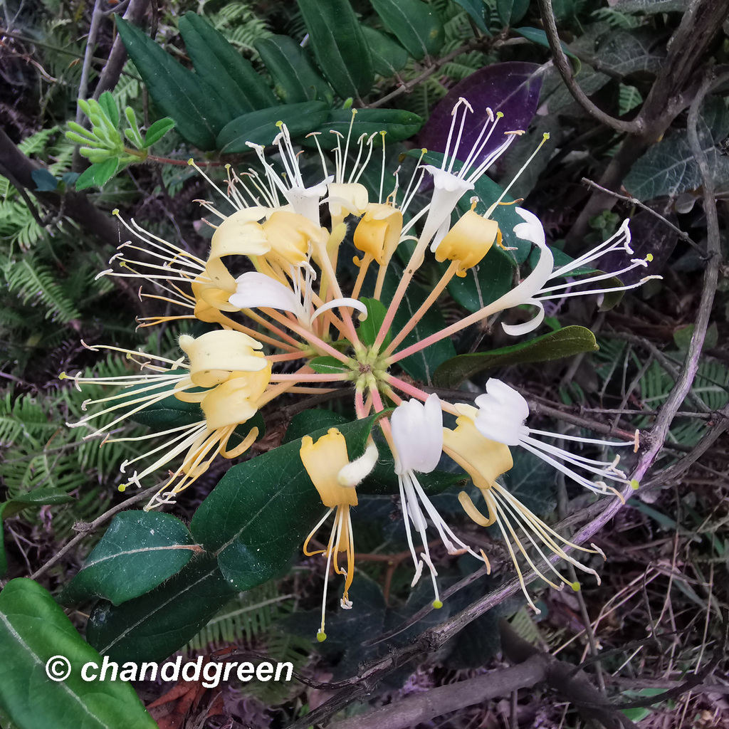 Lonicera macrantha (Lonicera macrantha)