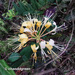 Lonicera macrantha - Photo (c) Young Chan, alguns direitos reservados (CC BY-NC), uploaded by Young Chan