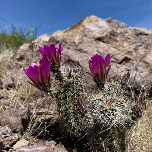 Pinkflower Hedgehog Cactus (Echinocereus fendleri)