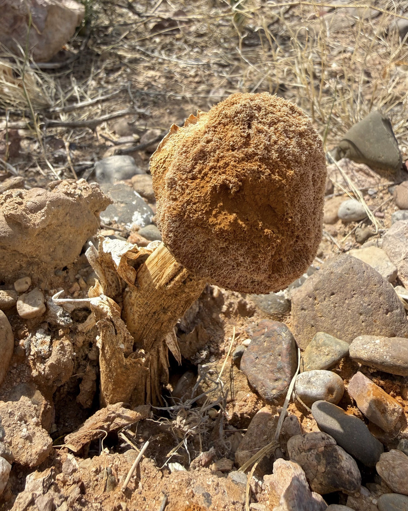 Battarrea phalloides · March 2026 · photo: © fluffberger (iNaturalist, cc-by-nc)