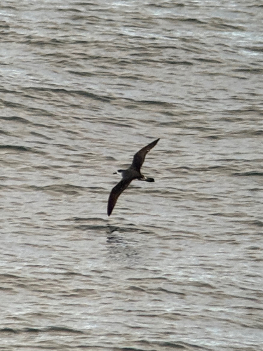 Juan Fernandez Petrel (Pterodroma externa)