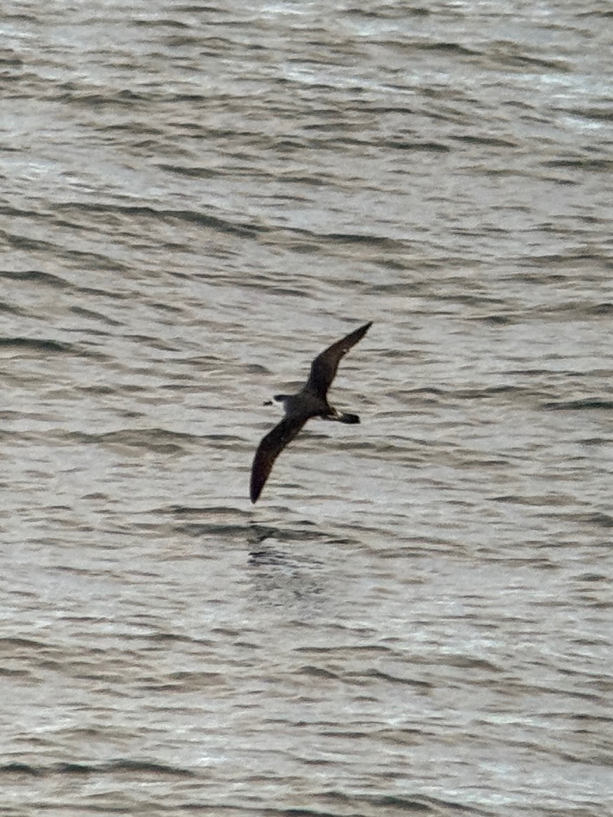 Juan Fernandez Petrel (Pterodroma externa), photo 1