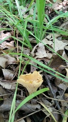 Cantharellus flavus