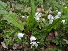 Anemonoides nemorosa