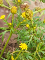 Chrysanthellum indicum