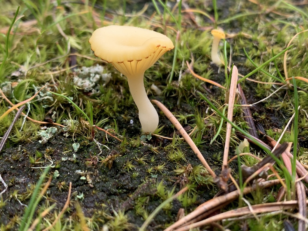 Lichenomphalia ericetorum · April 2026 · photo: © davidbroadland (iNaturalist, cc0)