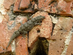 Hemidactylus flaviviridis