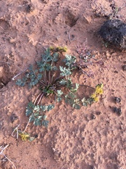 Cymopterus glomeratus