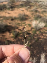 Carlowrightia linearifolia