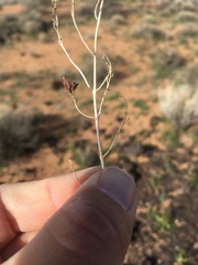 Carlowrightia linearifolia
