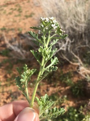 Lepidium thurberi