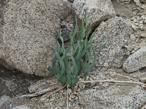Pancratium tortuosum
