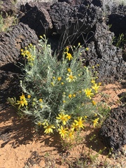 Senecio flaccidus flaccidus