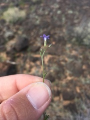Gilia mexicana
