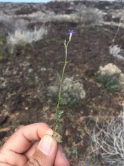 Gilia mexicana