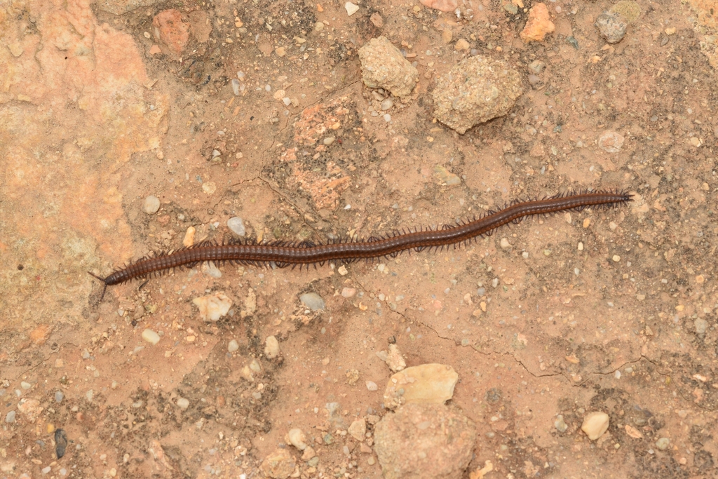 Barraya Insect Orya barbarica from Almería, España on April 11, 2026 at 01:27 PM by ...