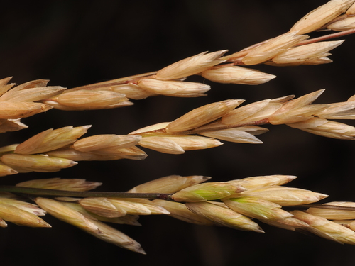 California melic (Melica californica)