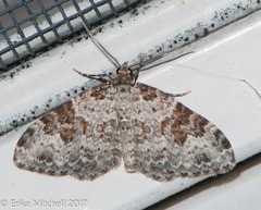 Xanthorhoe iduata