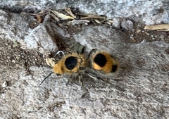 Dasymutilla cressoni