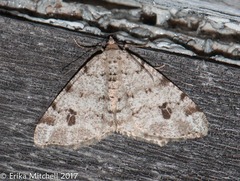 Macaria pinistrobata