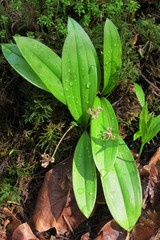 Scoliopus hallii