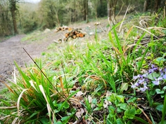 Viola reichenbachiana