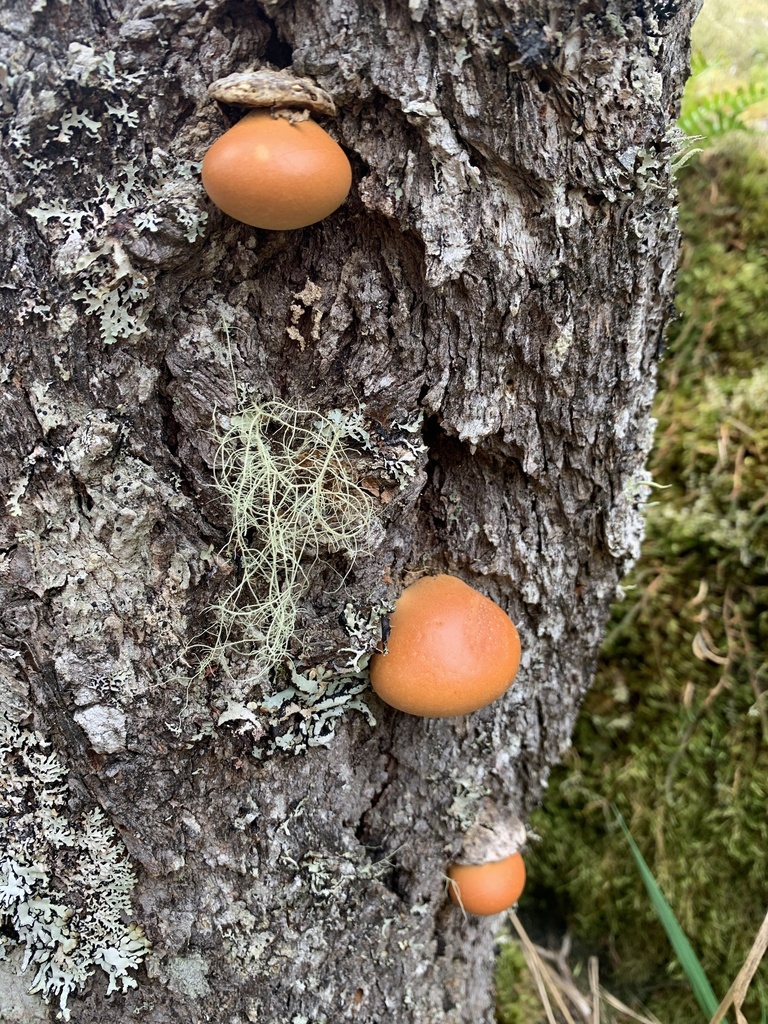 Cryptoporus volvatus · April 2026 · photo: © davidbroadland (iNaturalist, cc0)