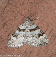 Xanthorhoe abrasaria