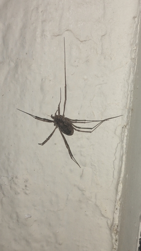 Metaplatybunus grandissimus