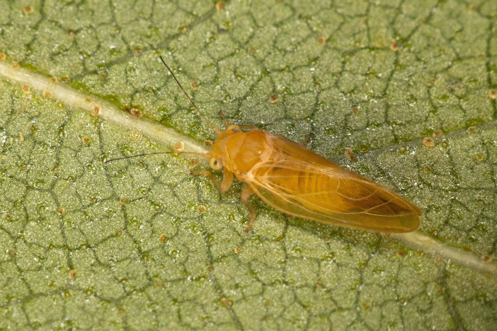 Psylla striata