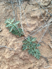Cymopterus glomeratus