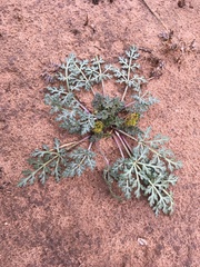 Cymopterus glomeratus
