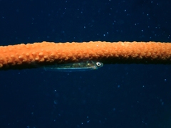 Bryaninops