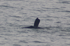 Eubalaena glacialis