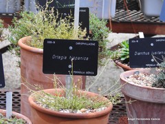 Ortegia hispanica