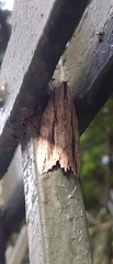Noctuoidea
