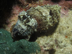 Sepia bandensis