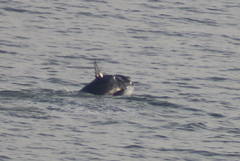 Eubalaena glacialis