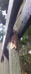 Noctuoidea