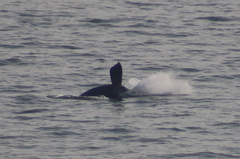Eubalaena glacialis