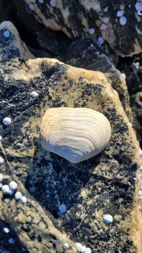 Mya truncata