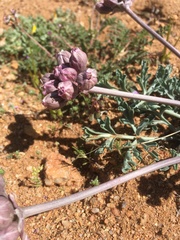 Vesper multinervatus